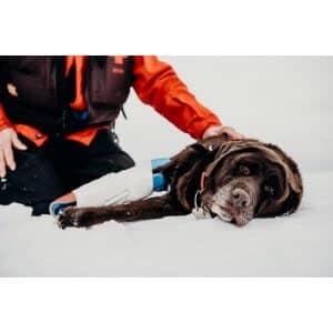 Sárur brúnn labrador í snjó með björgunarmanni