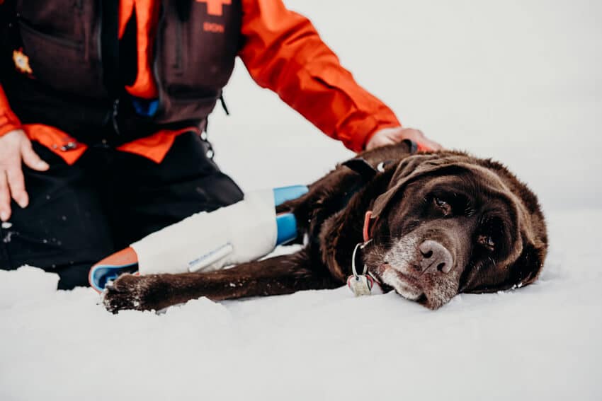 Sárur brúnn labrador í snjó með björgunarmanni